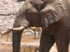 Etosha 2 198